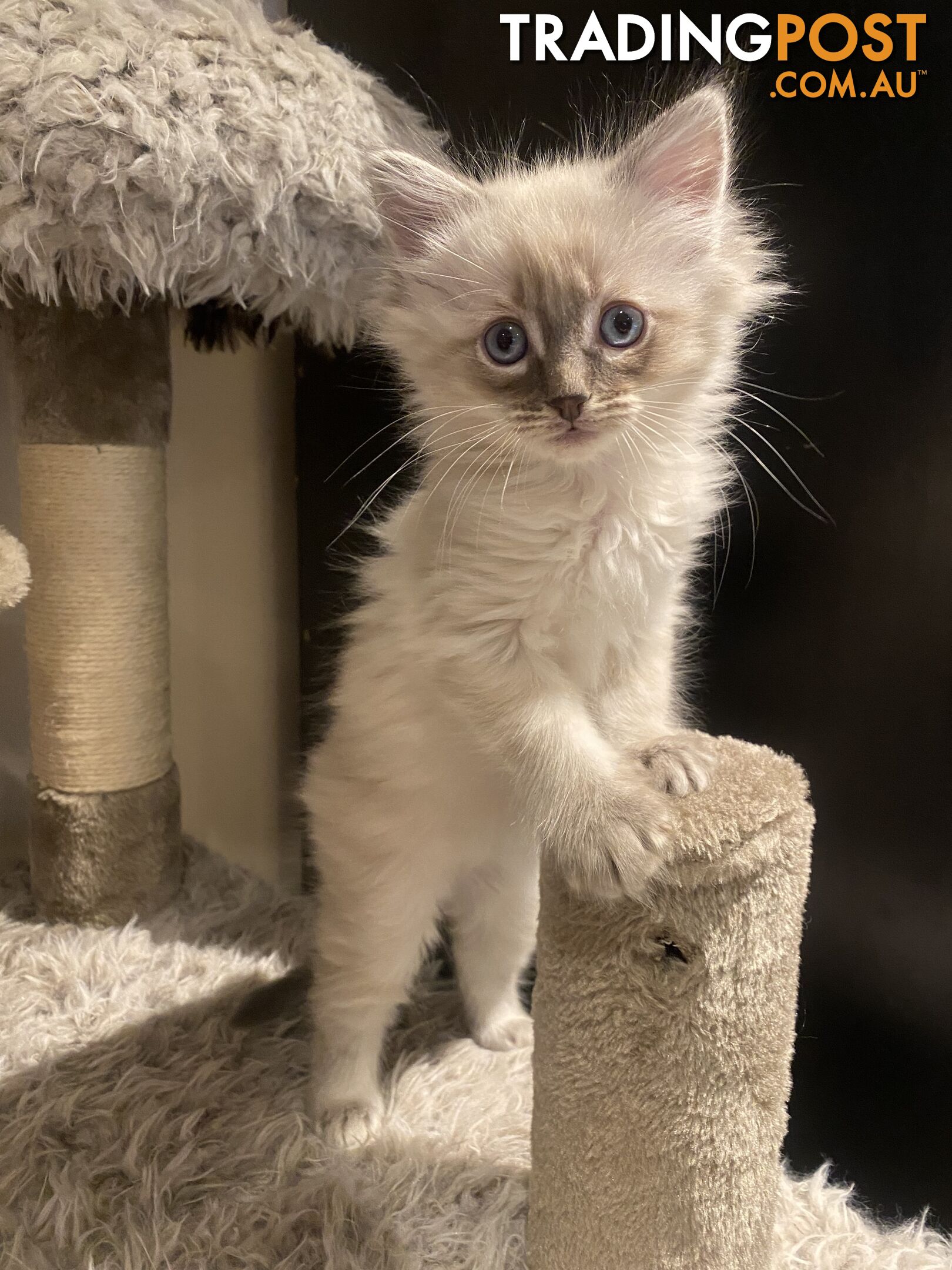 Ragdoll kittens