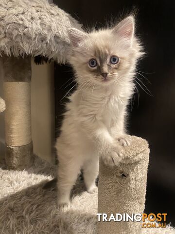 Ragdoll kittens