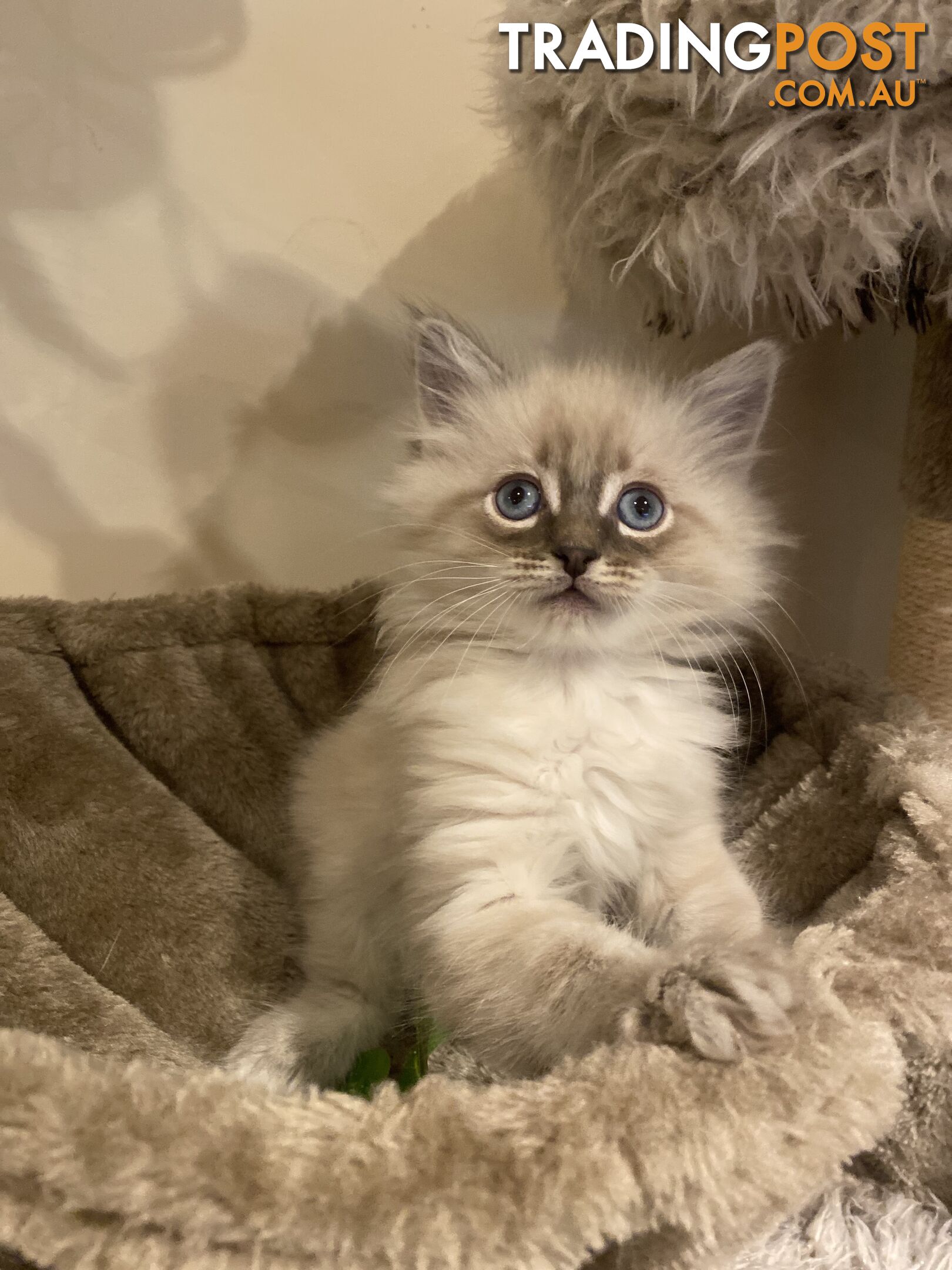 Ragdoll kittens