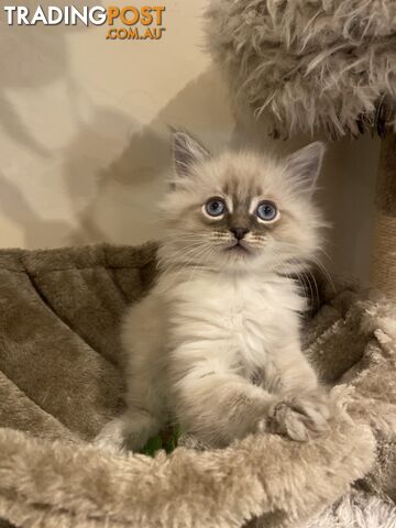 Ragdoll kittens