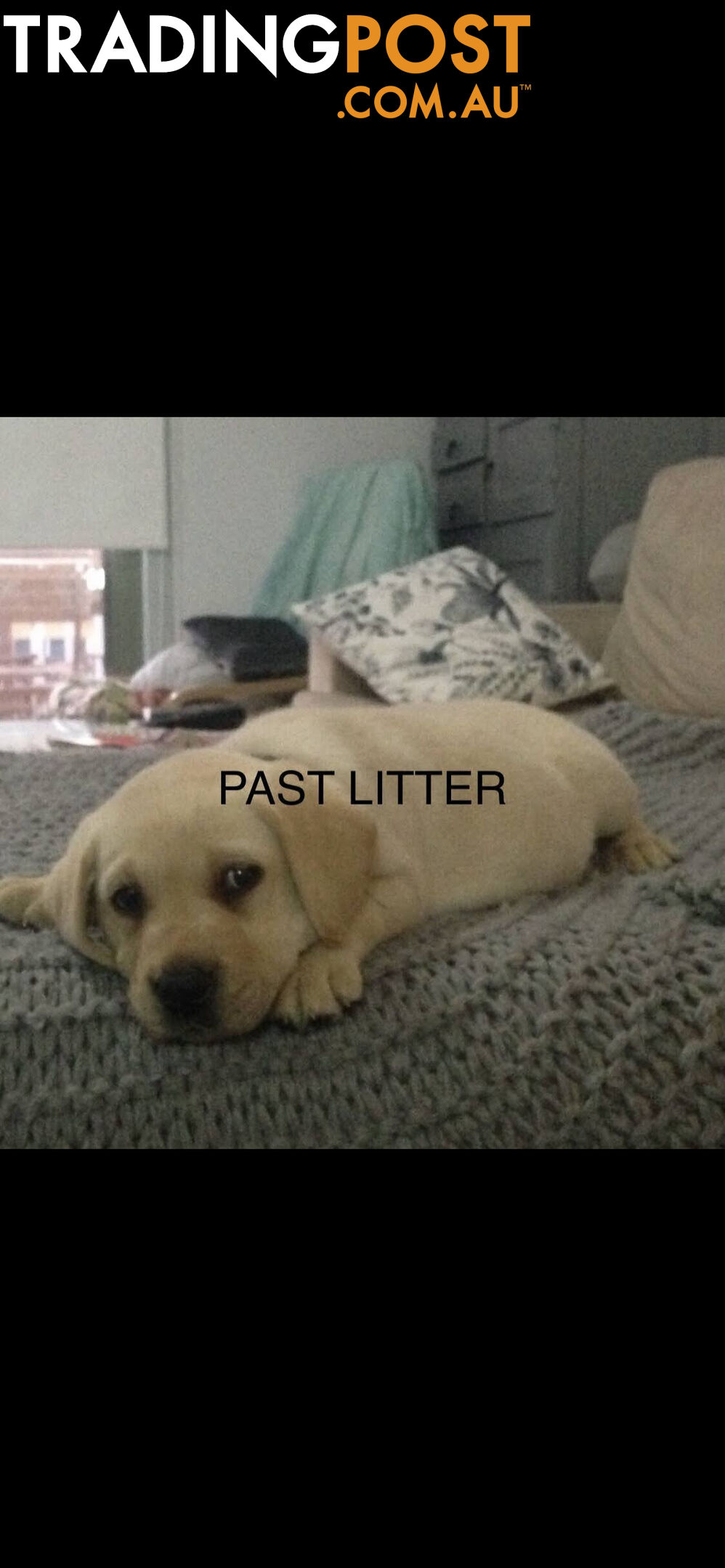 Labrador Pup