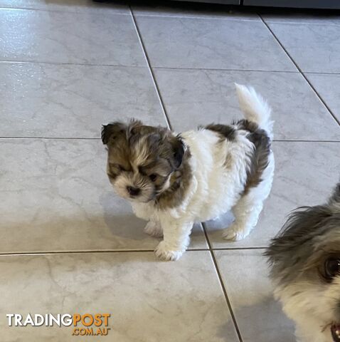 Maltese shih tzu