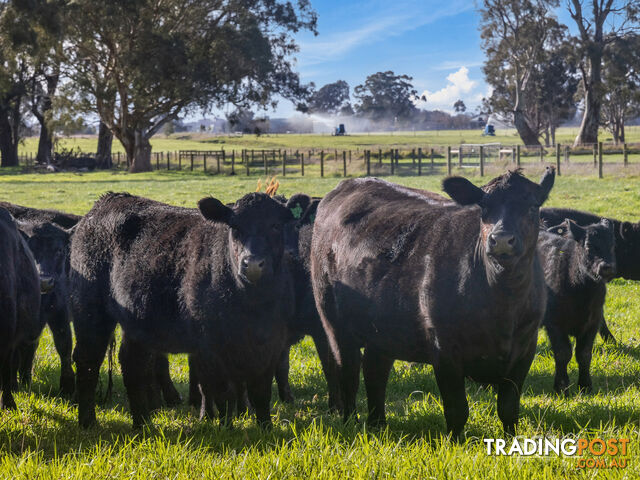 596 Settlement Road KILMANY VIC 3851