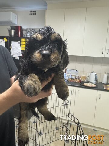 Toy Cavoodle puppies