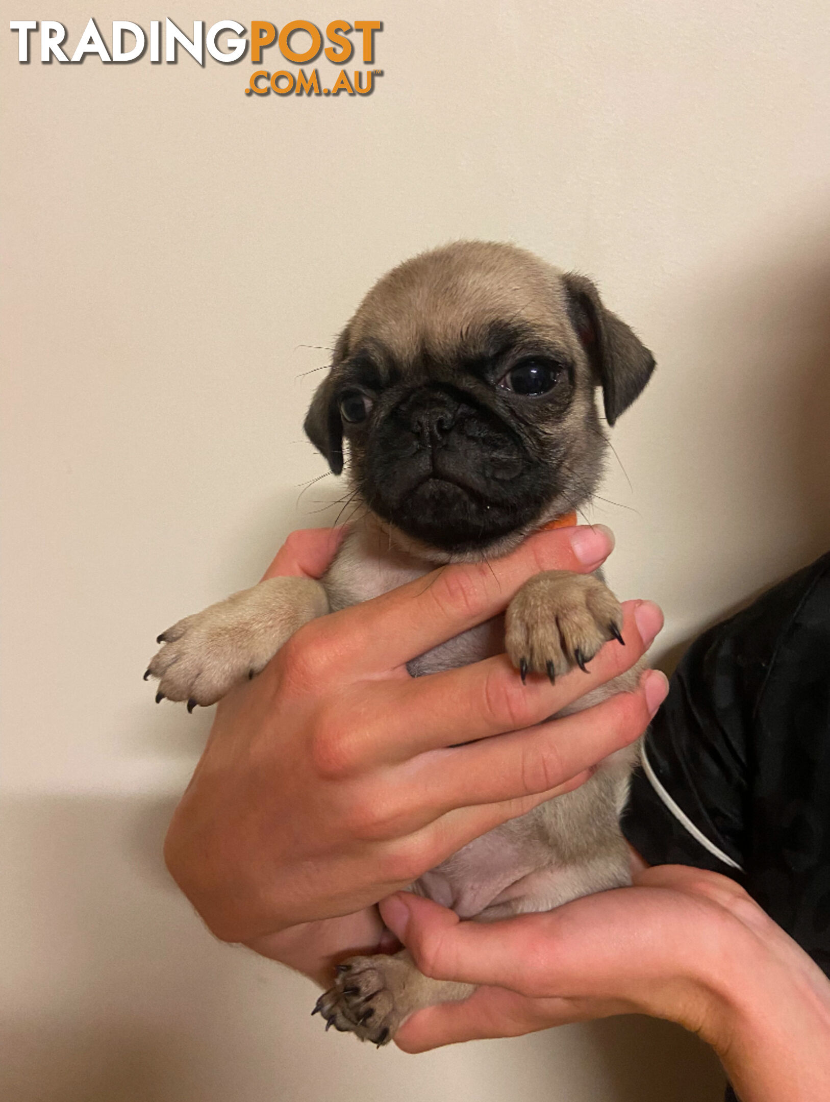 2 pug puppies for sale