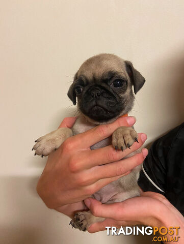 2 pug puppies for sale