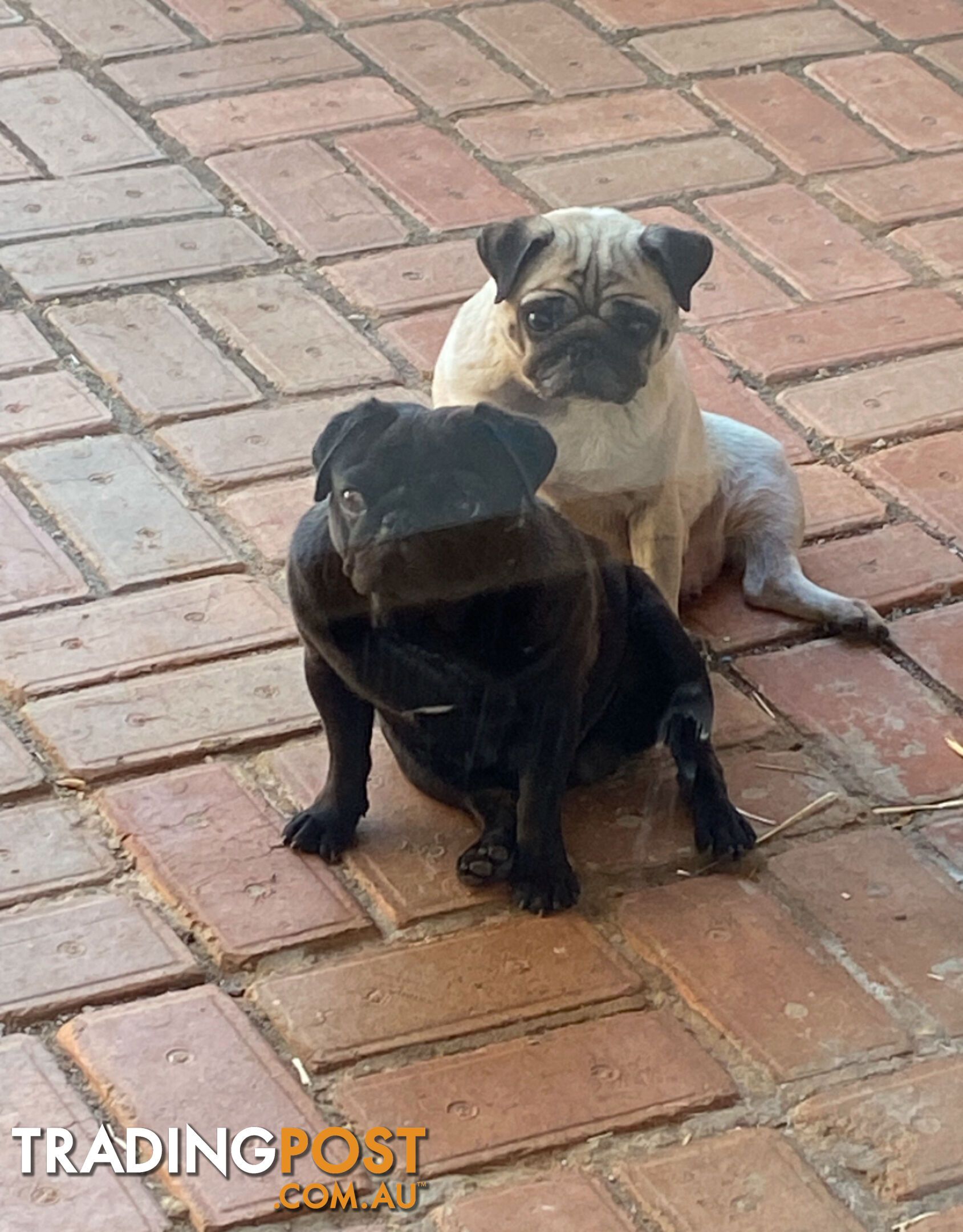 2 pug puppies for sale