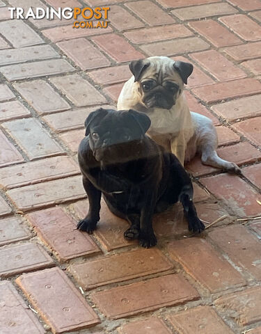 2 pug puppies for sale