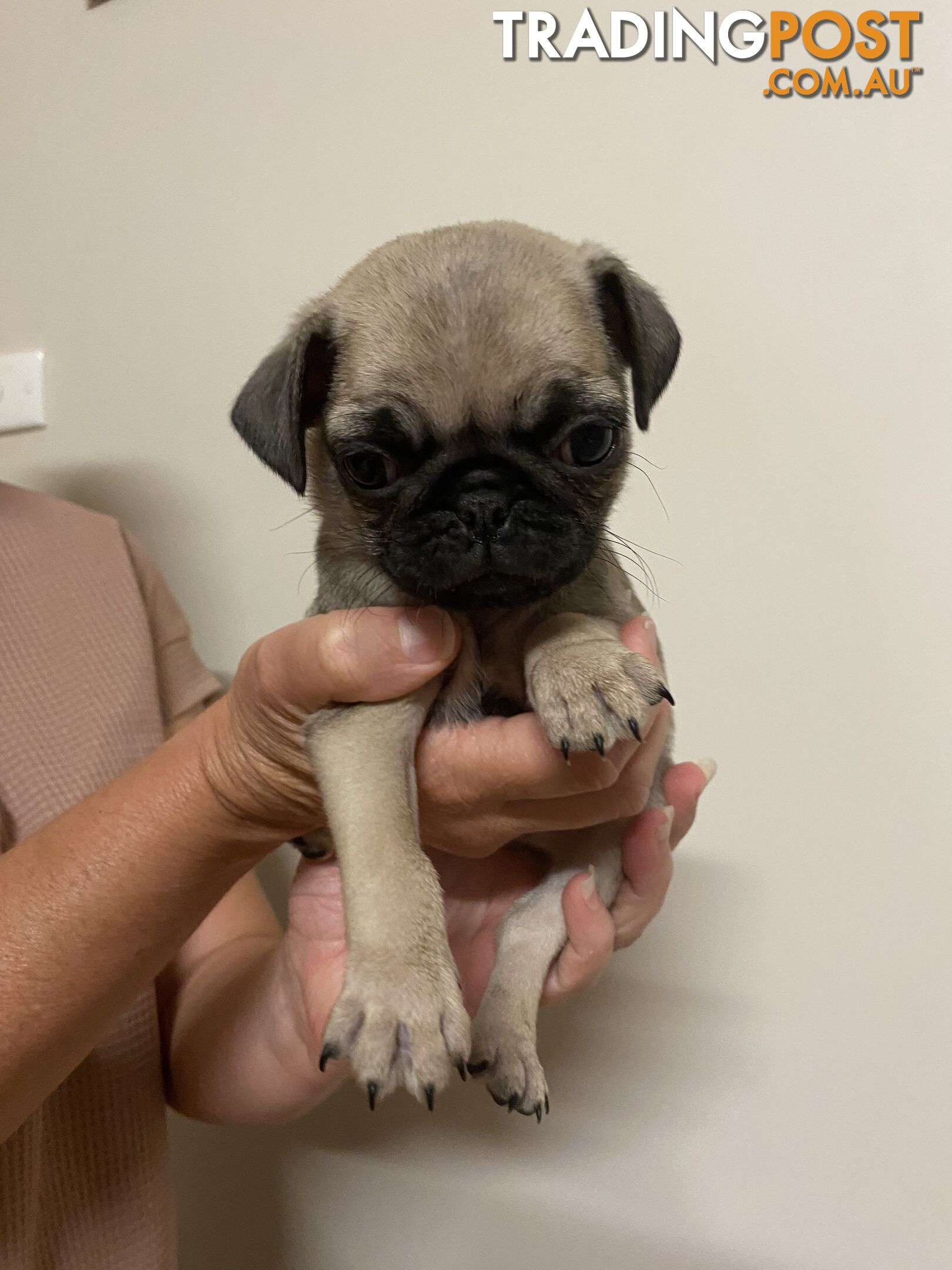 2 pug puppies for sale