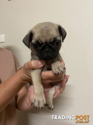 2 pug puppies for sale