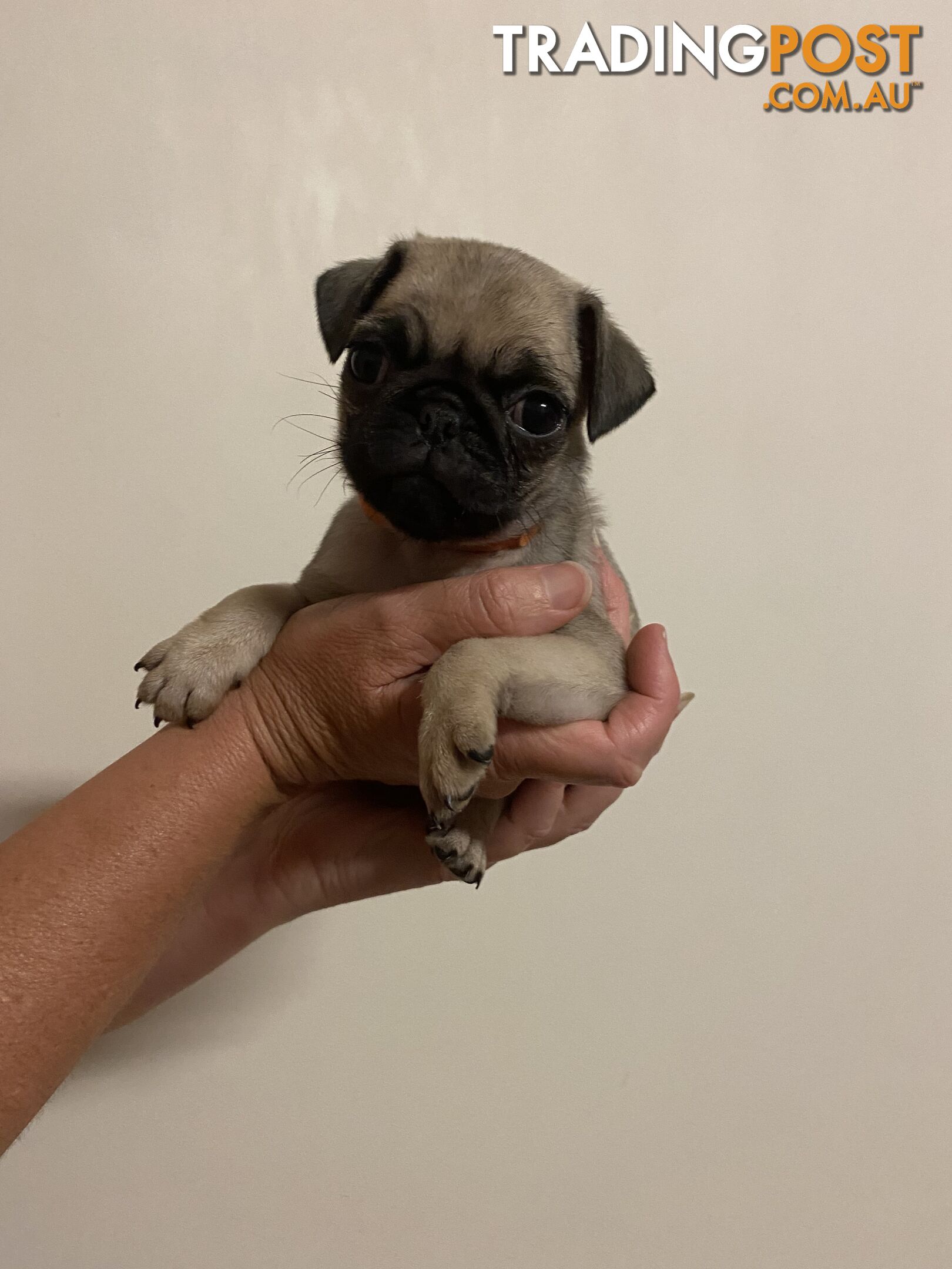 2 pug puppies for sale