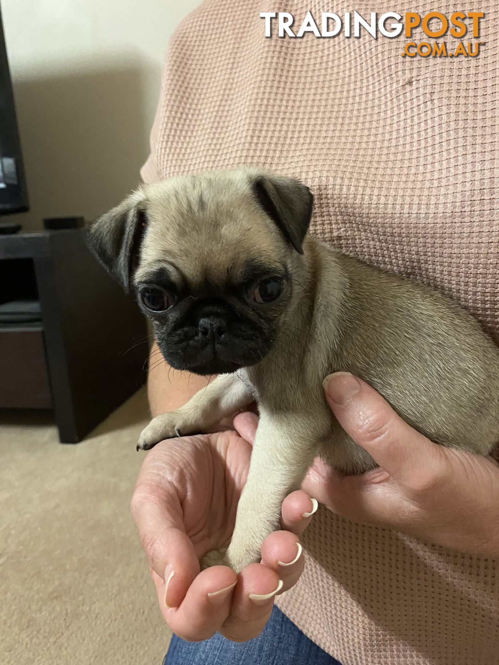 2 pug puppies for sale