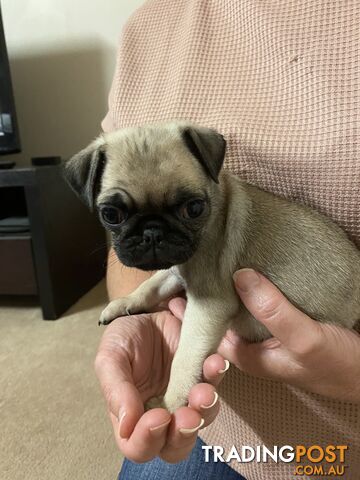 2 pug puppies for sale