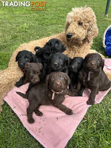 First Generation Standard Labradoodles