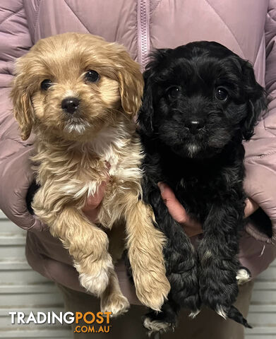 Adorable Toy Cavoodles