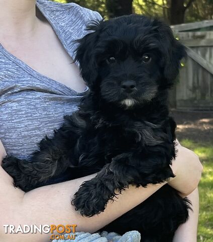 Adorable Toy Cavoodle