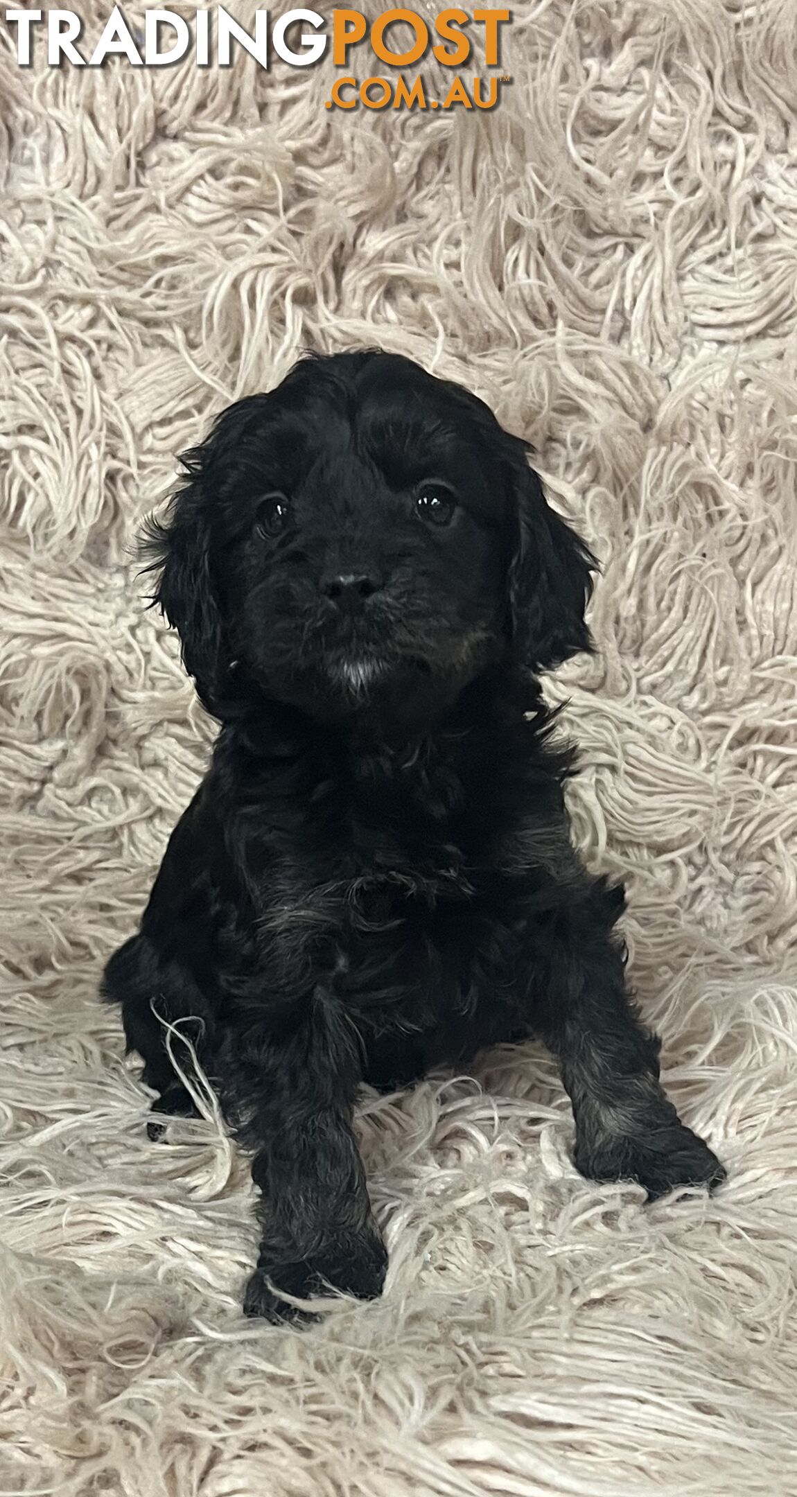 Adorable Toy Cavoodles