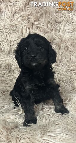 Adorable Toy Cavoodles