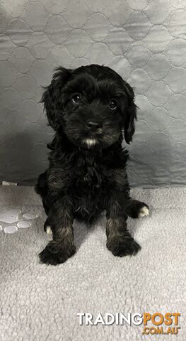 Adorable Toy Cavoodles