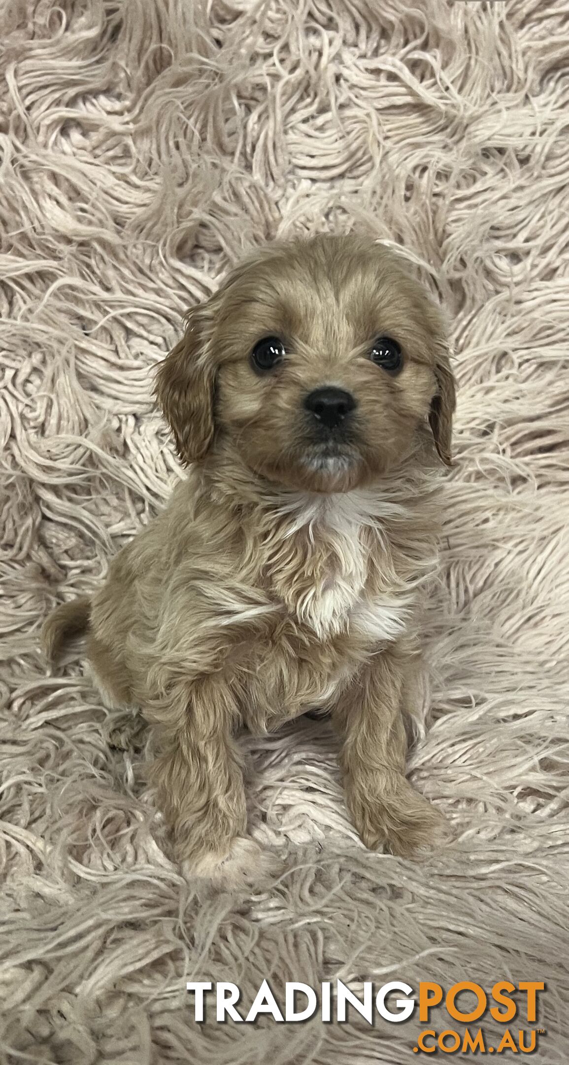 Adorable Toy Cavoodles