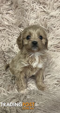 Adorable Toy Cavoodles