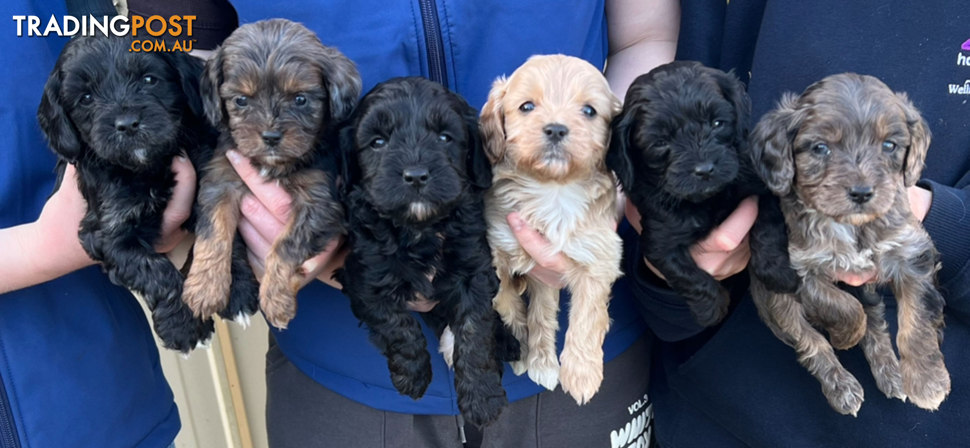 Adorable Toy Cavoodles