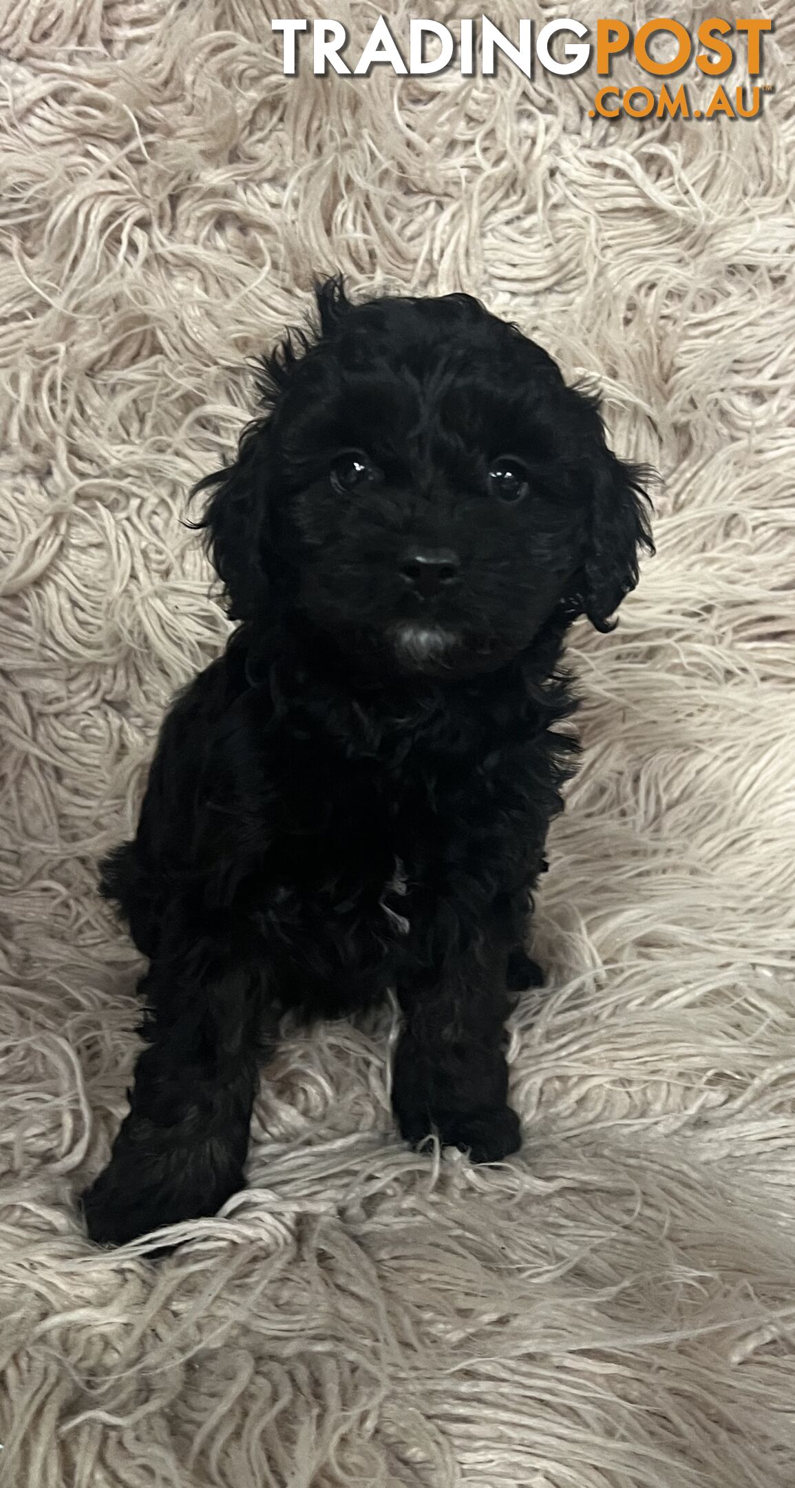 Adorable Toy Cavoodles