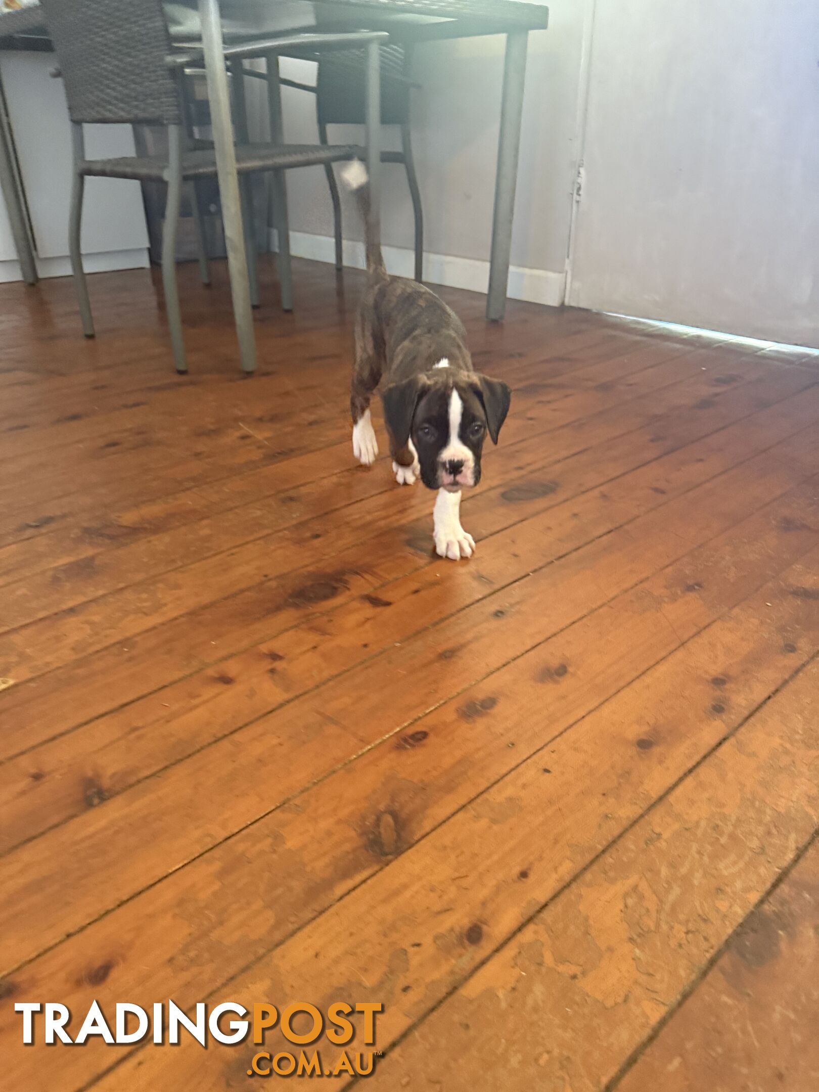 3 Boxer puppies