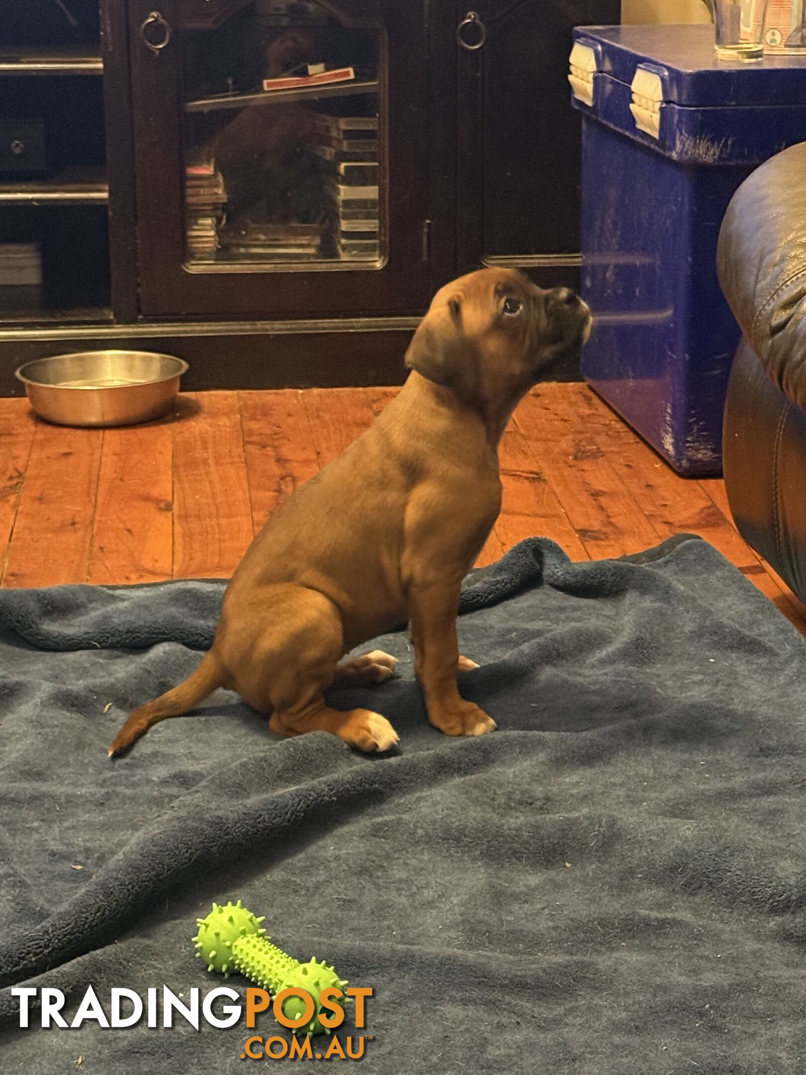 3 Boxer puppies