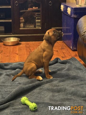 3 Boxer puppies