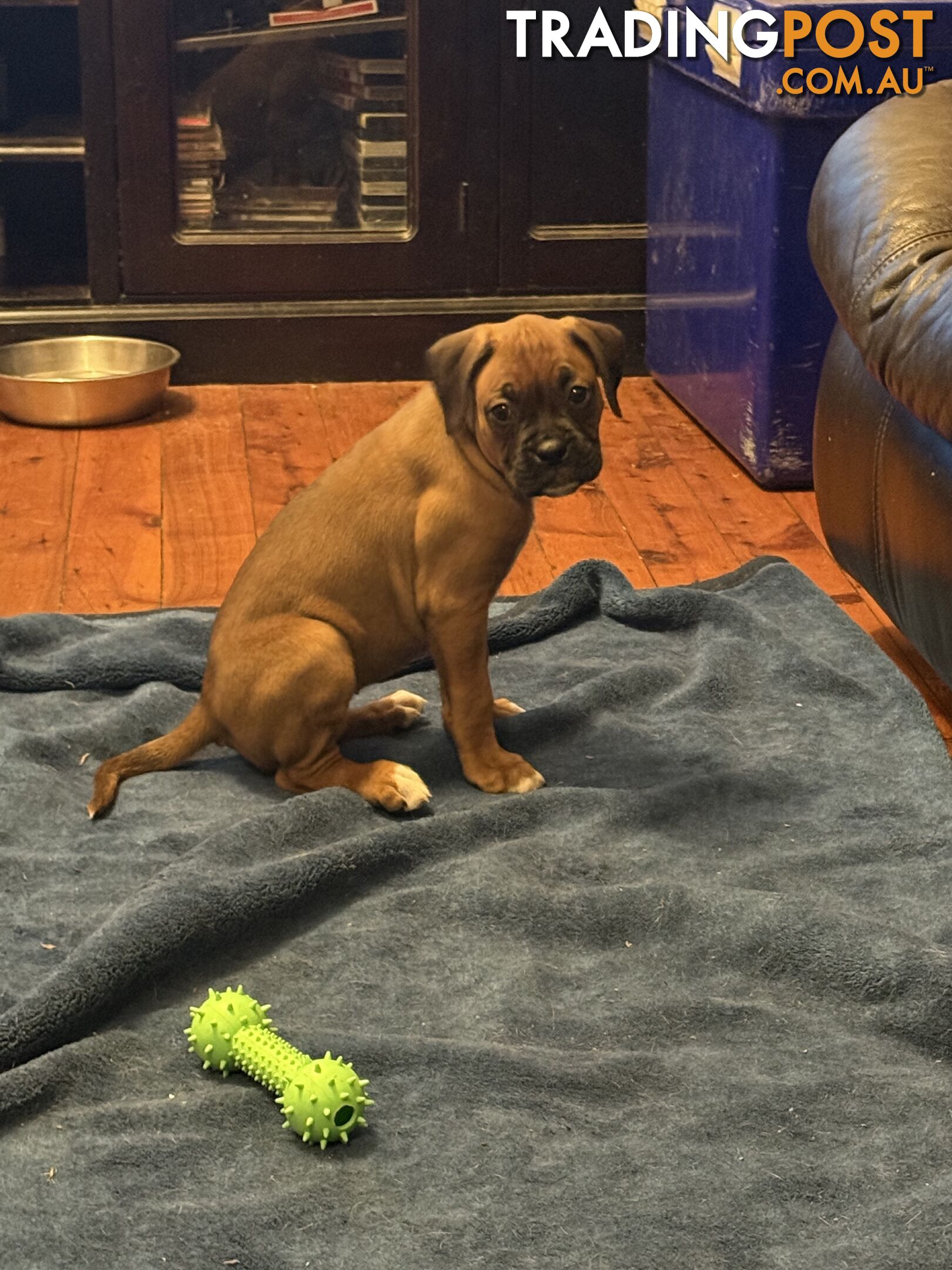 3 Boxer puppies