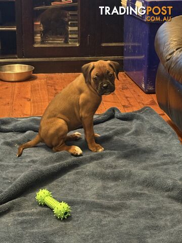 3 Boxer puppies