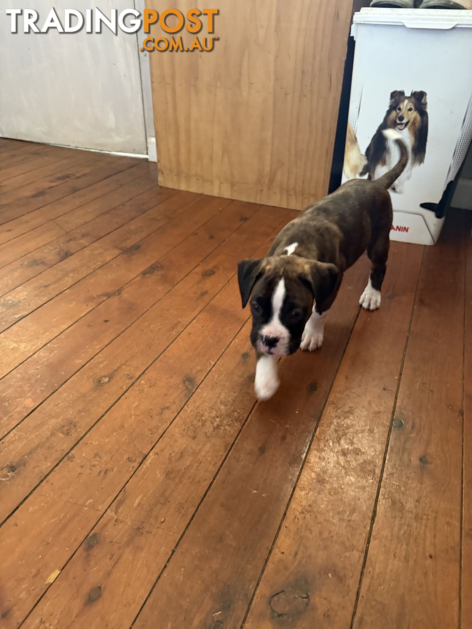 3 Boxer puppies