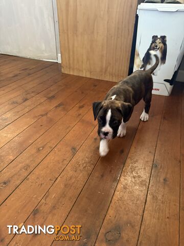 3 Boxer puppies