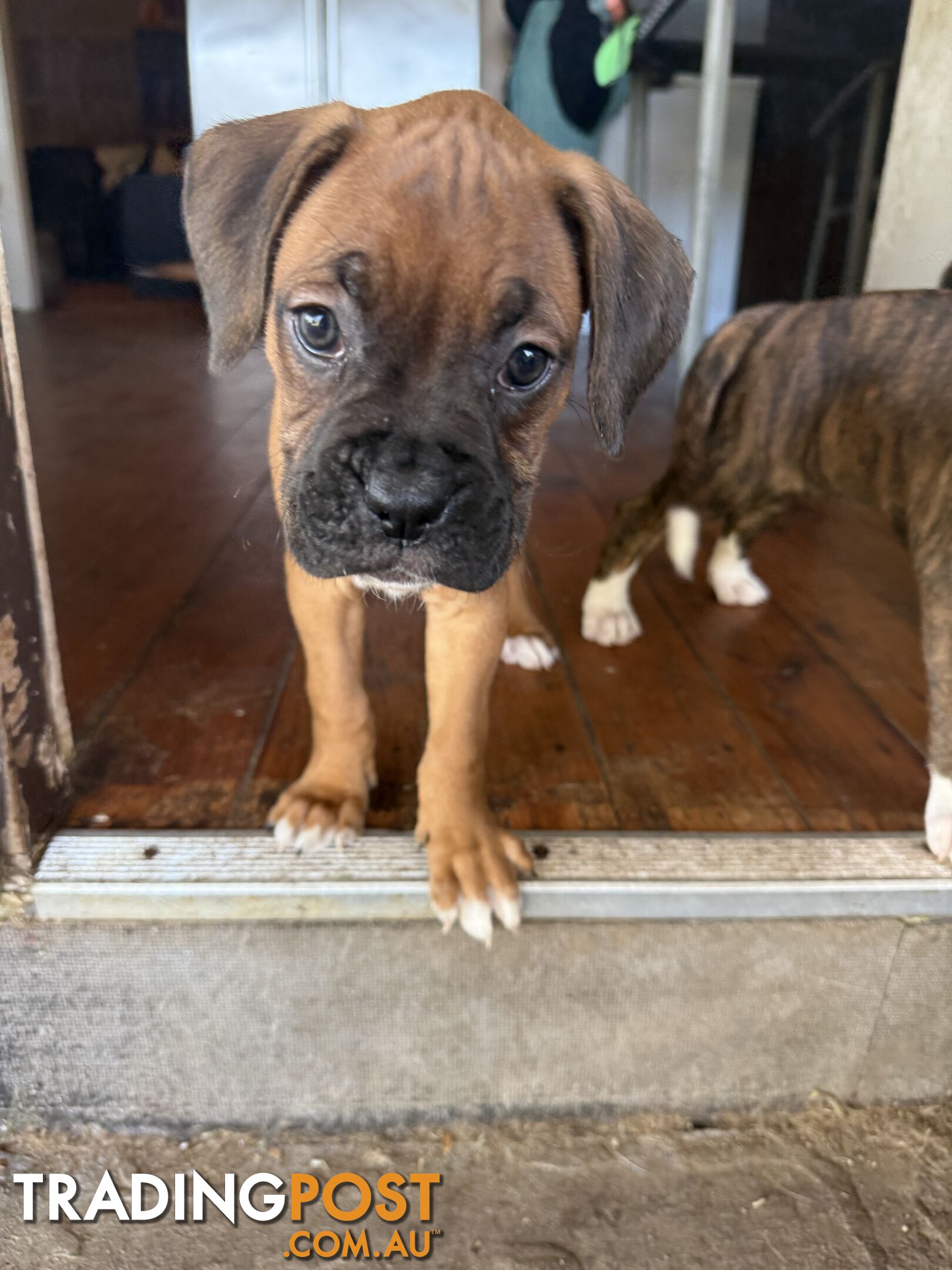 3 Boxer puppies