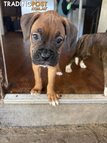 3 Boxer puppies