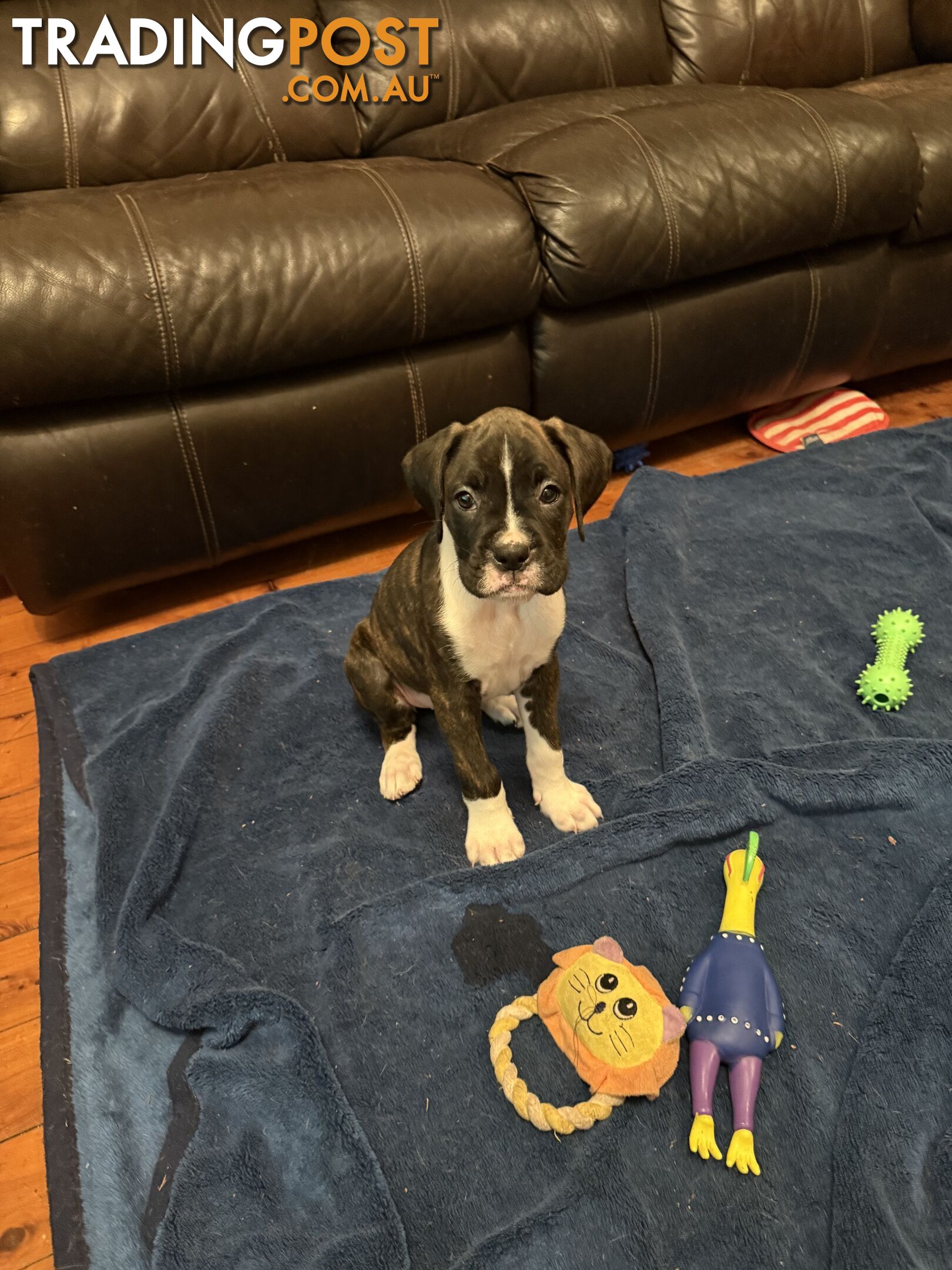 3 Boxer puppies