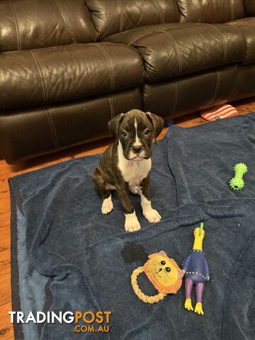 3 Boxer puppies