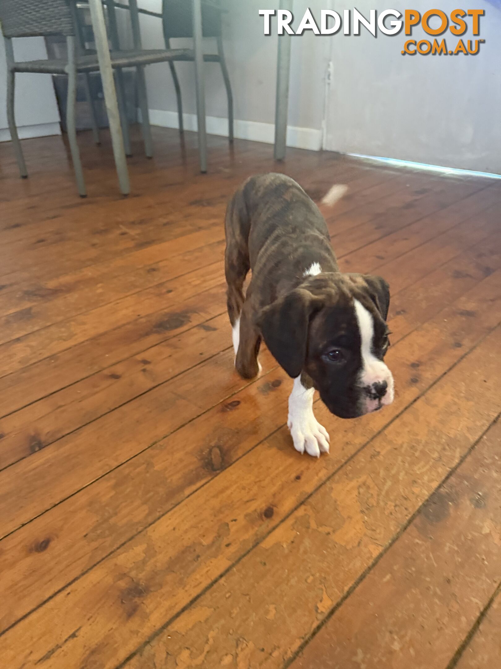 3 Boxer puppies