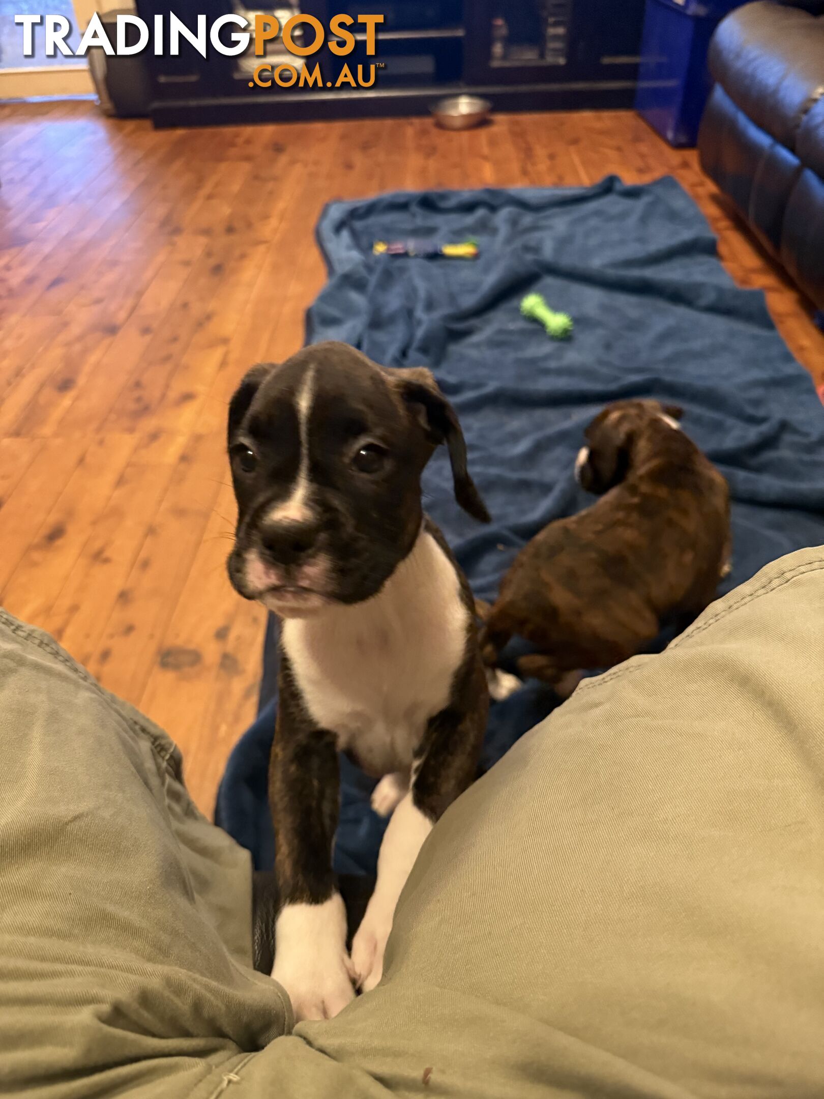 3 Boxer puppies