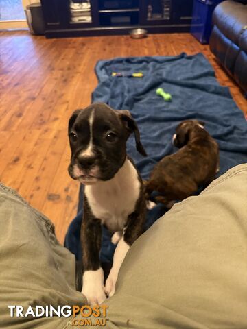 3 Boxer puppies