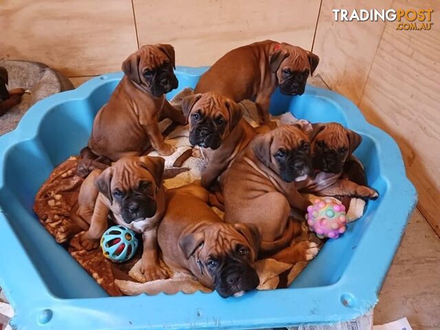 Boxer pups, male and female