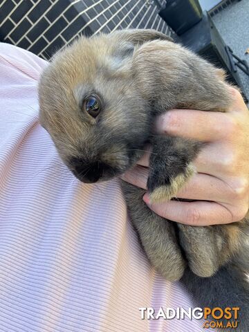 Baby rabbit Netherland / miniature lop