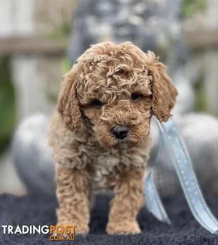 QUALITY 9 WK OLD GIRL CURLY NO SHED CAVOODLE