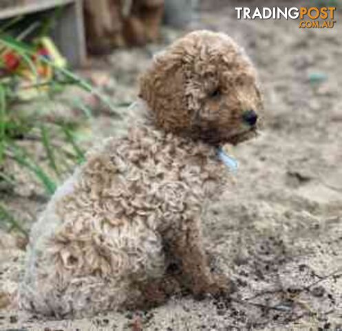 QUALITY 9 WK OLD GIRL CURLY NO SHED CAVOODLE
