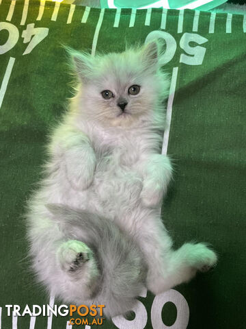 Adorable Purebred Ragdoll Kittens – Fluffy, Affectionate, and Healthy - Ready to go now