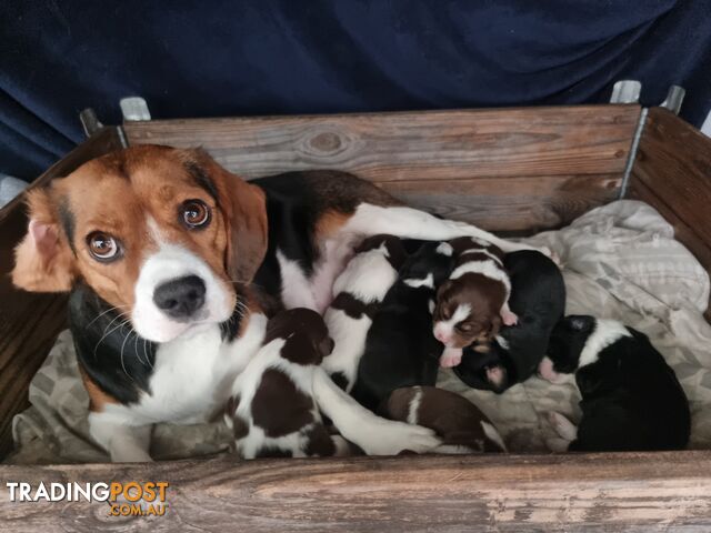 Beagle x border collie