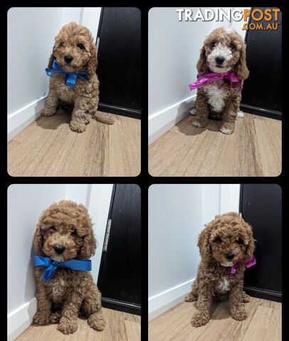 ✨Perfect Family Cavoodle Puppies Available✨