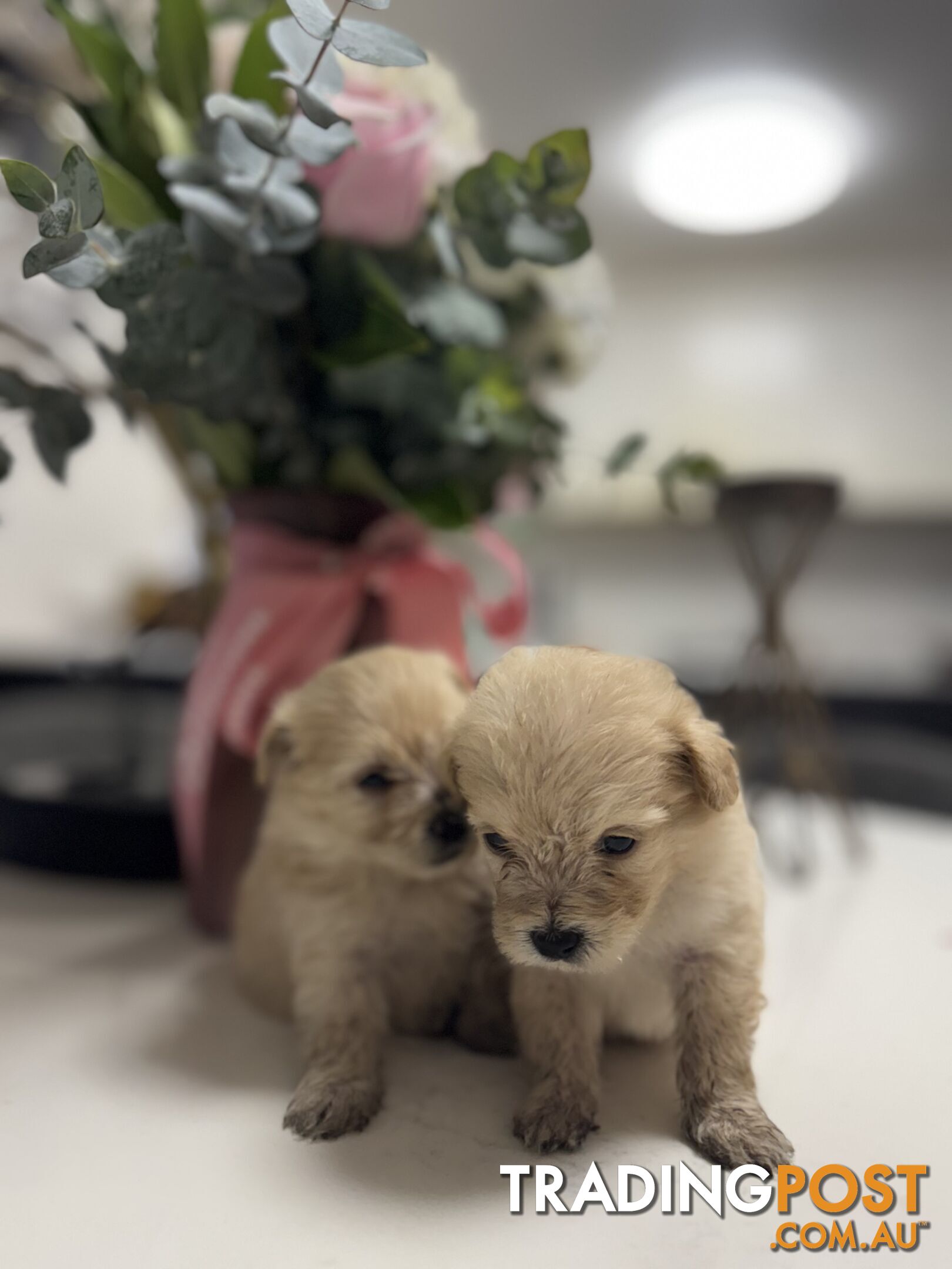 Tiny toy Moodle puppies