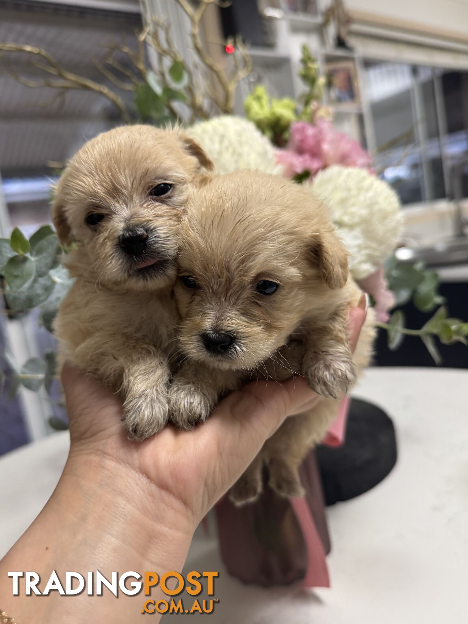 Tiny toy Moodle puppies